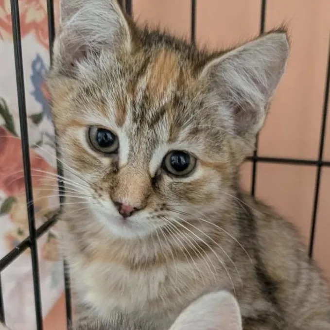 A baby large-sized female Tabby (Orange / Red) Tabby cat named Revere for adoption in HANSON, MA
