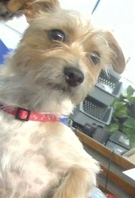A young small-sized male Mixed Breed dog named Pete for adoption in Dallas, TX