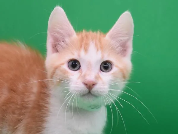 A baby small-sized male Domestic Short Hair cat named Omey for adoption in Portland, OR