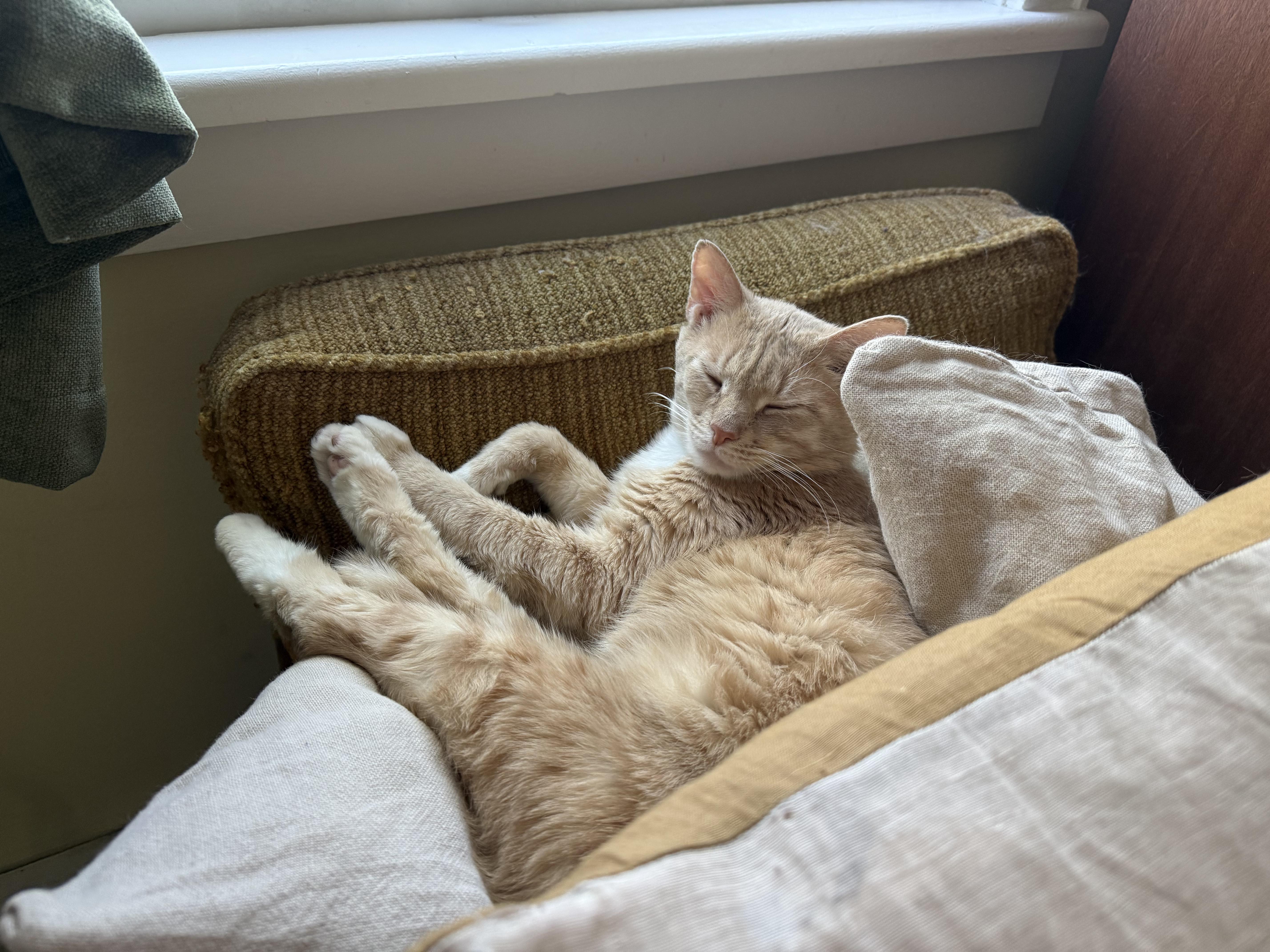 A young medium-sized male Orange & White Domestic Short Hair cat named Clark for adoption in brooklyn, NY
