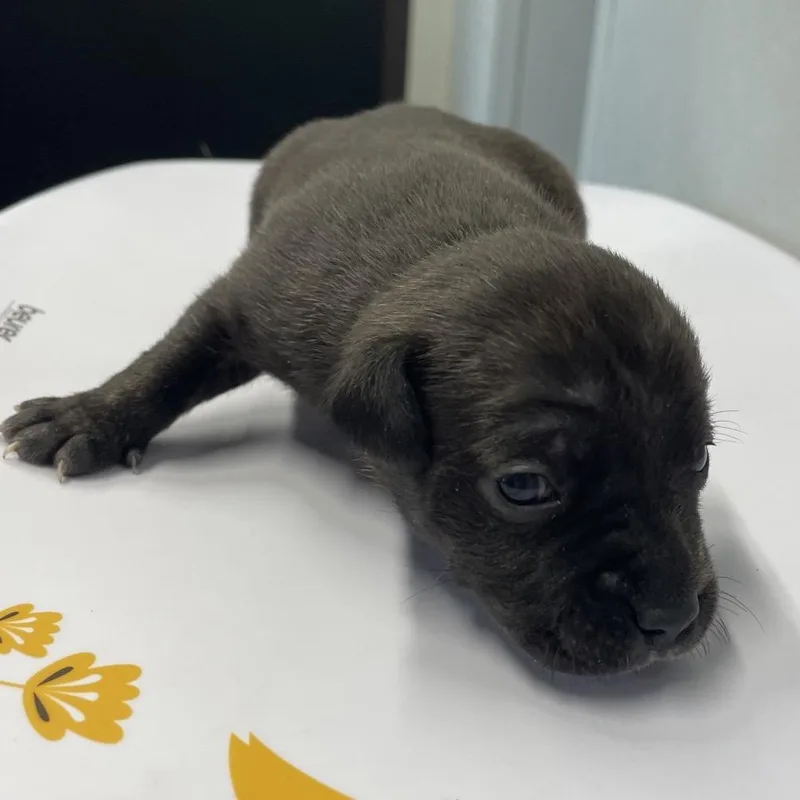 A baby small-sized female Black Terrier dog named Dalia for adoption in Tampa, FL