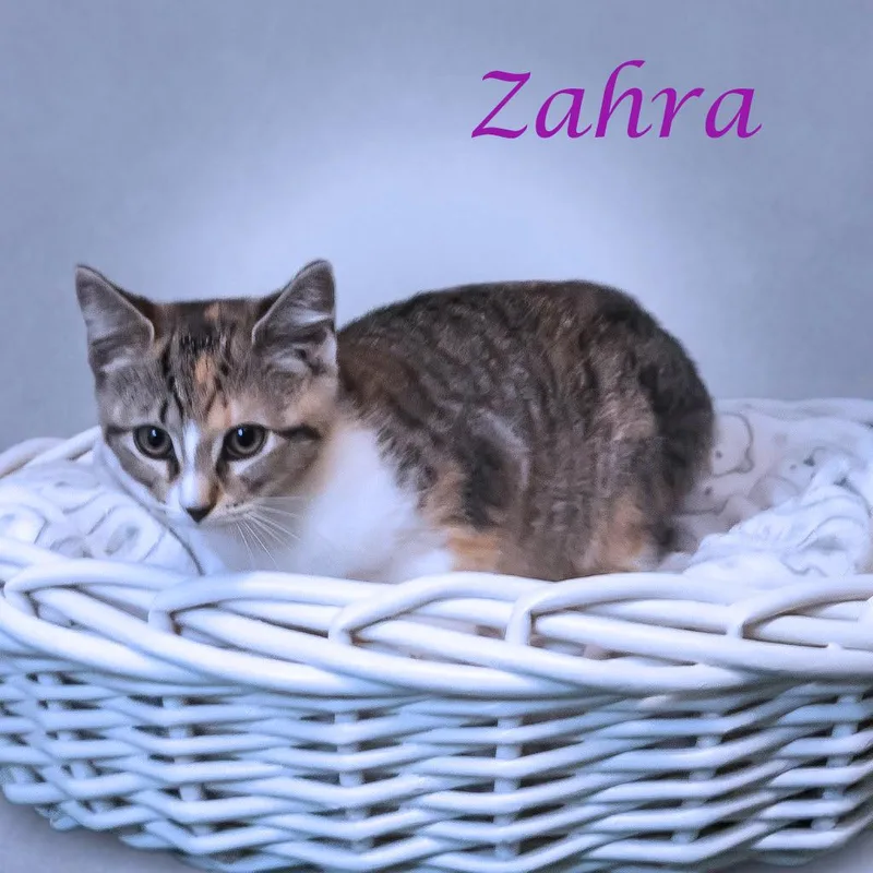 A baby small-sized female Torbie Domestic Short Hair cat named Zahra C for adoption in Lebanon, TN