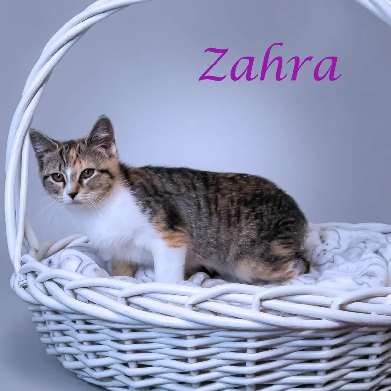 Zahra C thumbnail 2