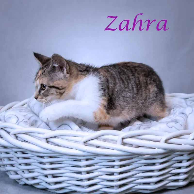 Zahra C thumbnail 3
