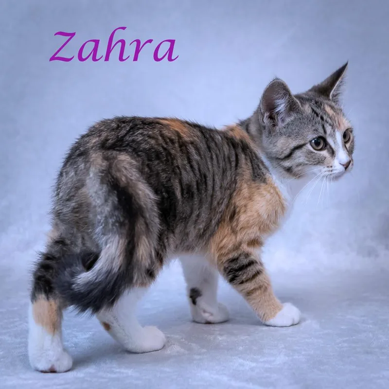 Zahra C thumbnail 4