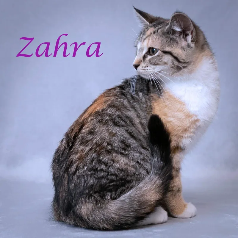 Zahra C thumbnail 5