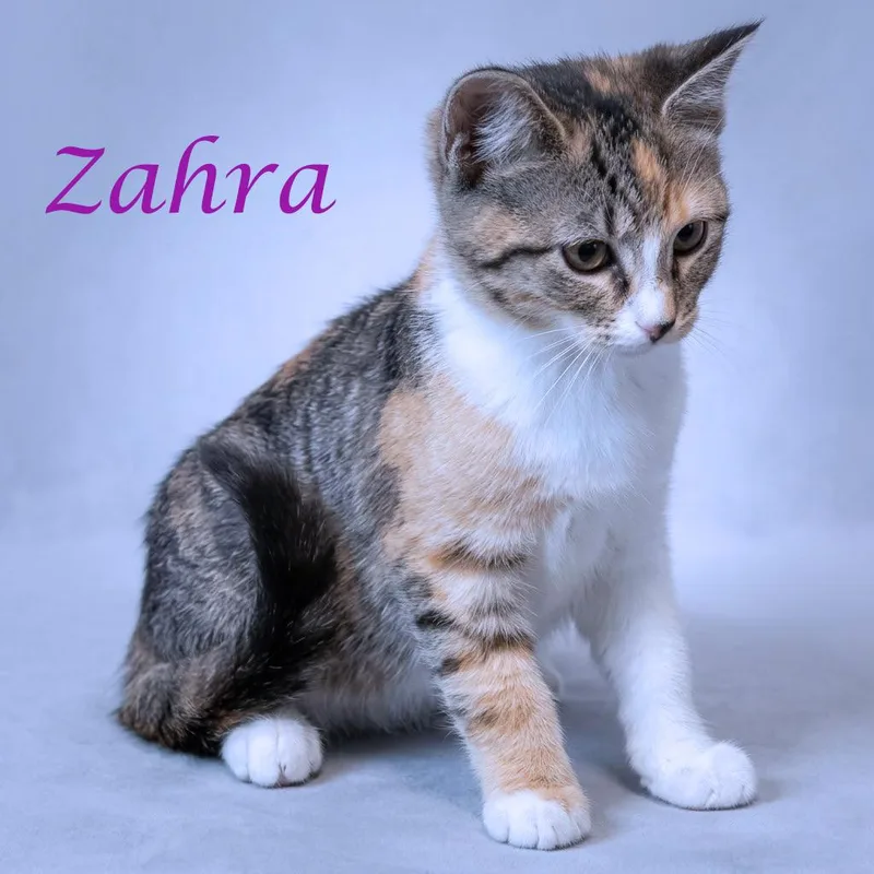 Zahra C thumbnail 6