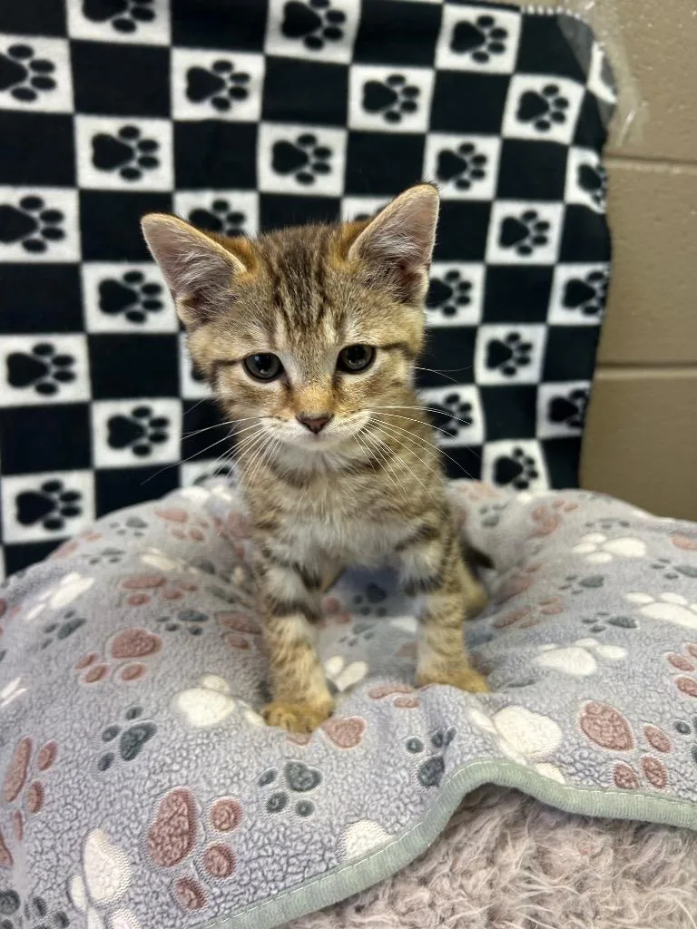 A baby small-sized male Domestic Short Hair cat named Sailor for adoption in New Manchester, WV