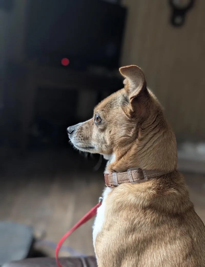 A young small-sized female Yellow / Tan / Blond / Fawn Chihuahua dog named Darla for adoption in Rockford, IL