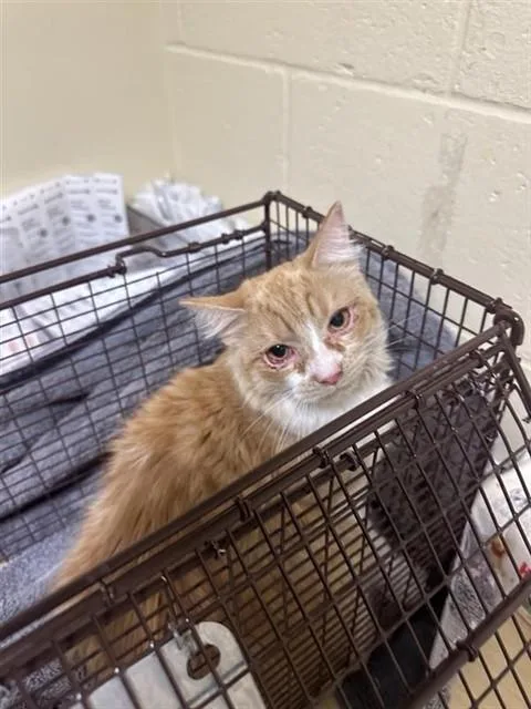 A young small-sized female Domestic Long Hair cat named Kiki for adoption in Sacramento, CA