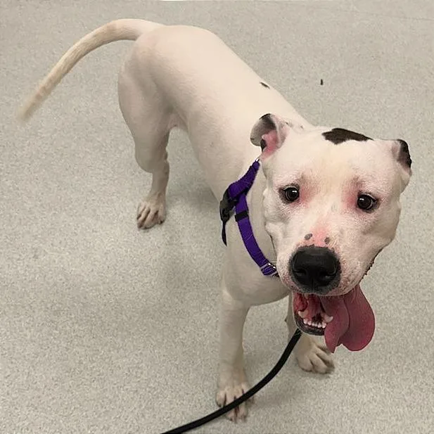 A young large-sized male Brown / Chocolate Pit Bull Terrier dog named Chance $ for adoption in Springfield, MA