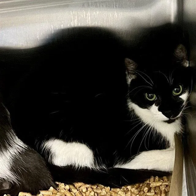 An adult small-sized female Black & White / Tuxedo Domestic Short Hair cat named Bari for adoption in Tavares, FL