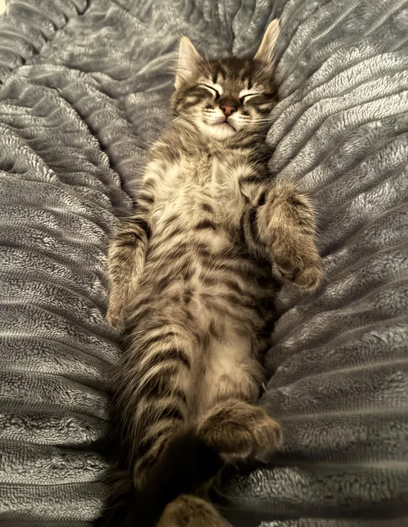 A baby medium-sized male Tabby (Gray / Blue / Silver) Domestic Medium Hair cat named Poseidon for adoption in Atoka, TN