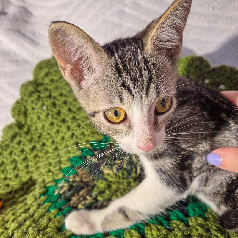 A baby small-sized male Brown / Chocolate Domestic Short Hair cat named Gio for adoption in San Diego, CA