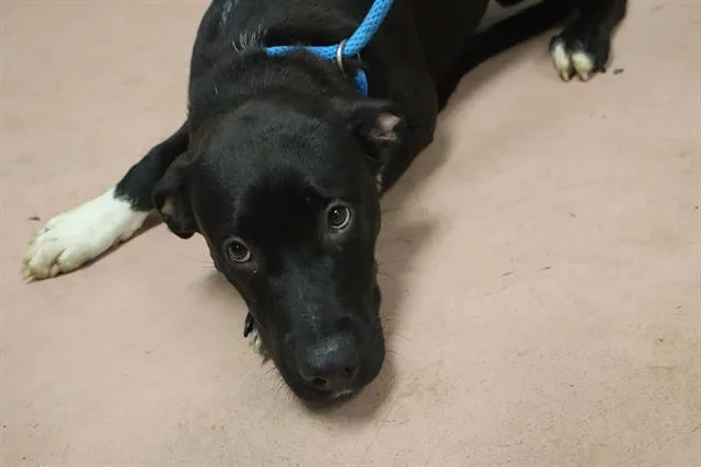 A young medium-sized male Mixed Breed dog named Boop for adoption in Columbia, SC