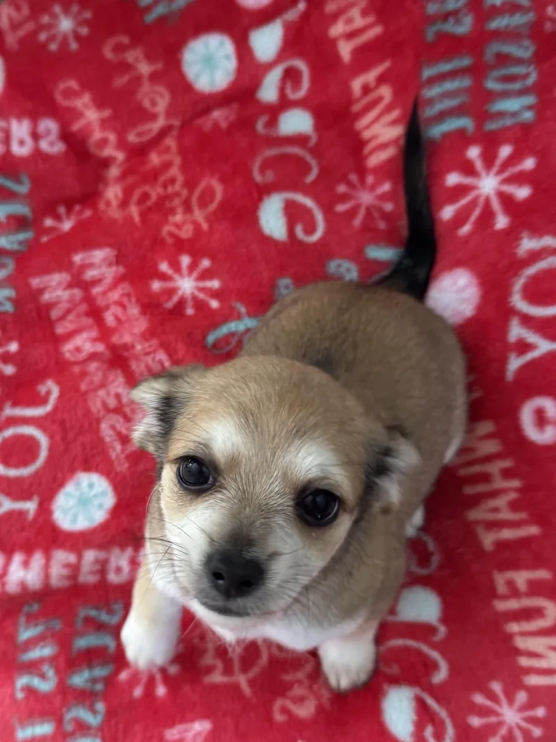 A baby small-sized male Yellow / Tan / Blond / Fawn Chihuahua dog named Patachouli for adoption in Shingle Springs, CA