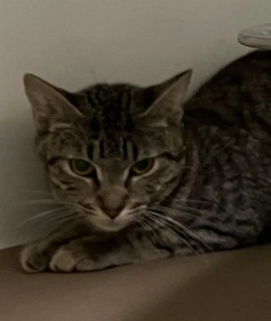 A young medium-sized female Domestic Short Hair cat named Tostitos for adoption in Boston, MA