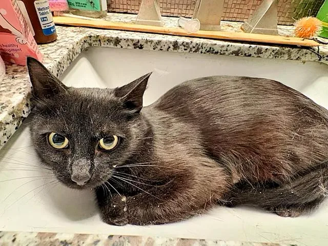 A young medium-sized female Black Domestic Short Hair cat named Jacquelyn for adoption in Pittsburgh, PA