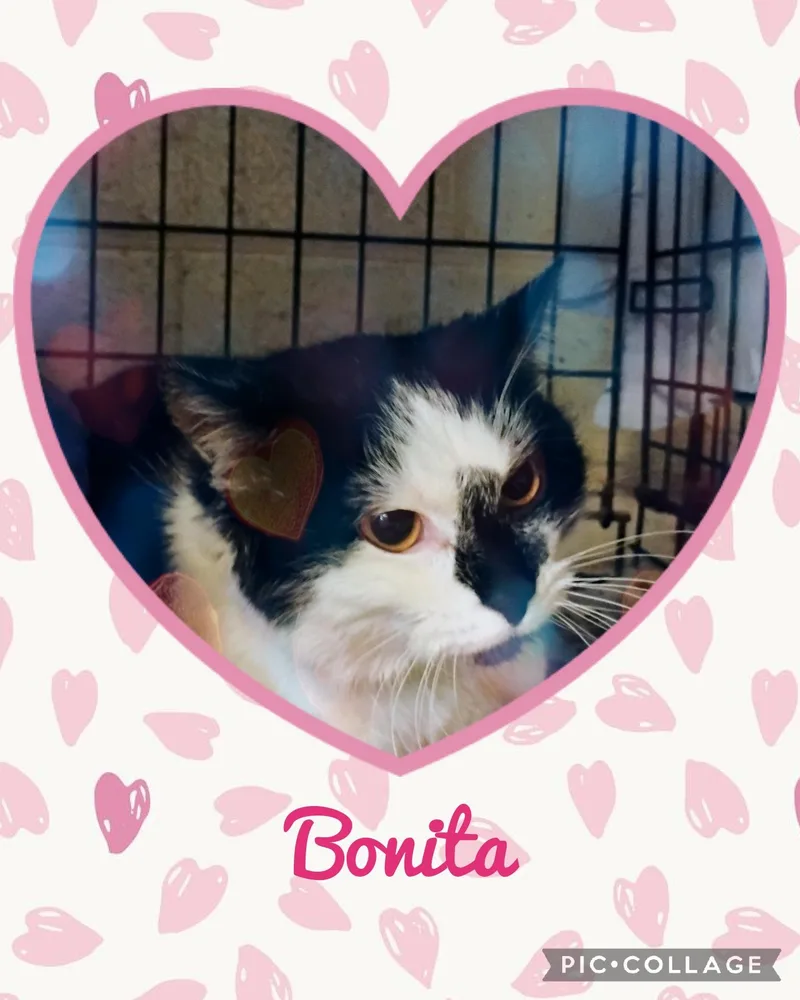 Bonita