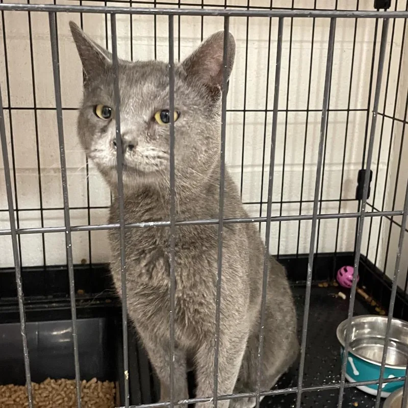 A young large-sized male Gray / Blue / Silver Russian Blue cat named Gibson for adoption in Brownsboro, AL