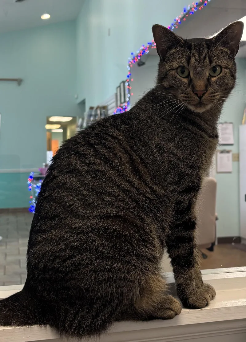 An adult large-sized male Brown / Chocolate Domestic Short Hair cat named Roscoe A SWEET for adoption in Bristow, VA