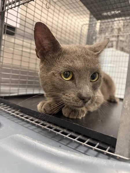 A young medium-sized male Domestic Short Hair cat named Oyster for adoption in Millersville, MD