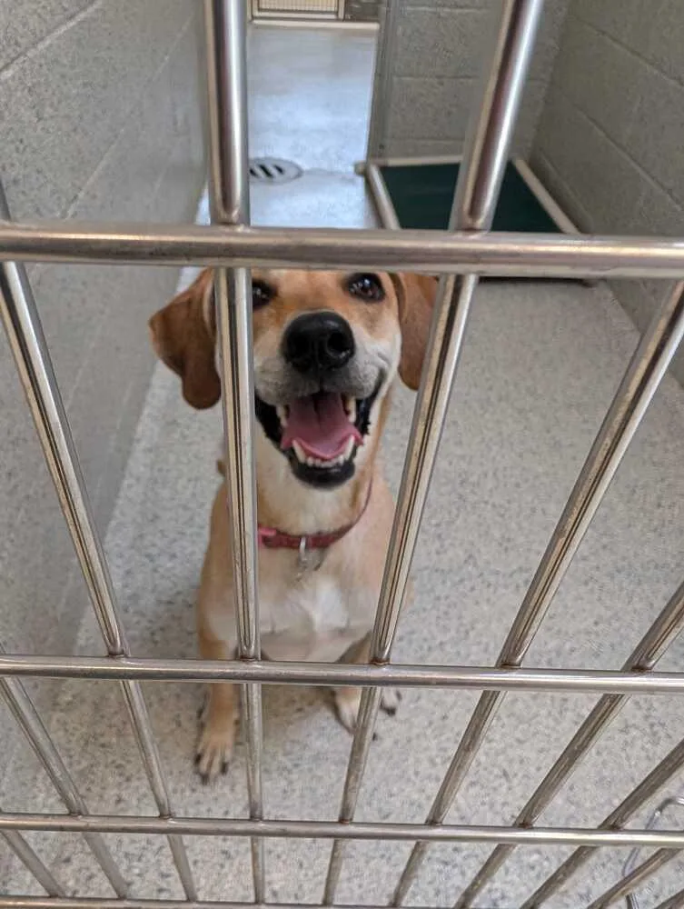 An adult large-sized female Harrier dog named Hannah for adoption in Bowling Green, OH