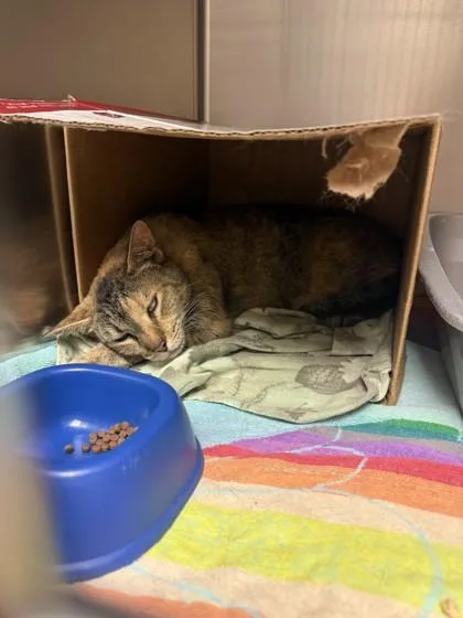 A senior large-sized female Domestic Short Hair cat named Calzone for adoption in West Chester, PA