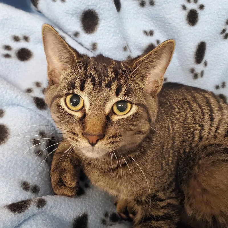 A baby medium-sized male Tabby (Brown / Chocolate) Domestic Short Hair cat named Simon for adoption in Marseilles, IL