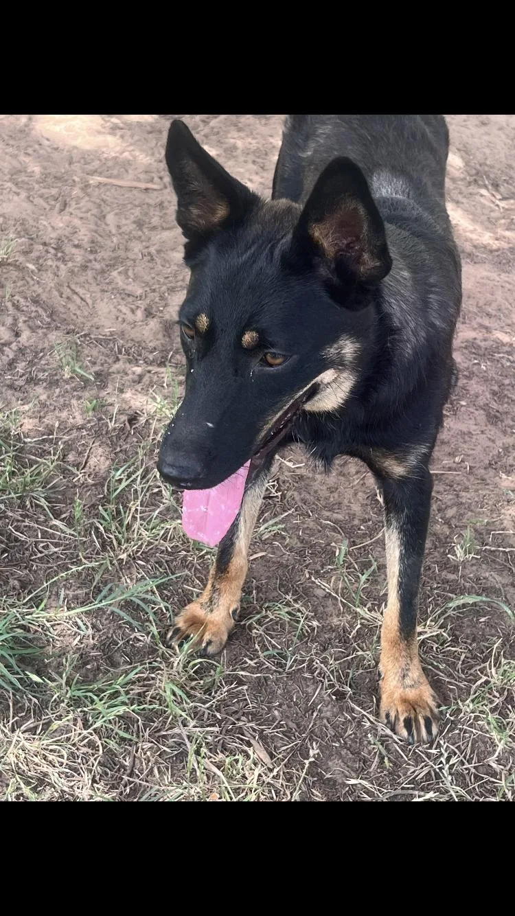 A young medium-sized female Bicolor Shepherd dog named Lumi for adoption in Paradise, TX