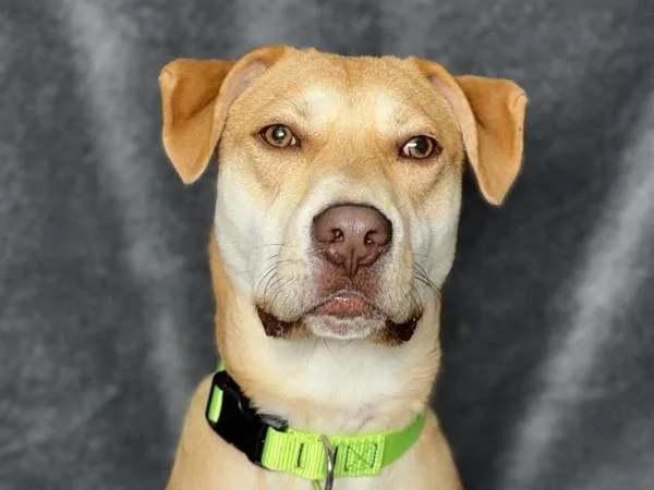 A young large-sized male Labrador Retriever dog named Cheerio for adoption in Portland, OR