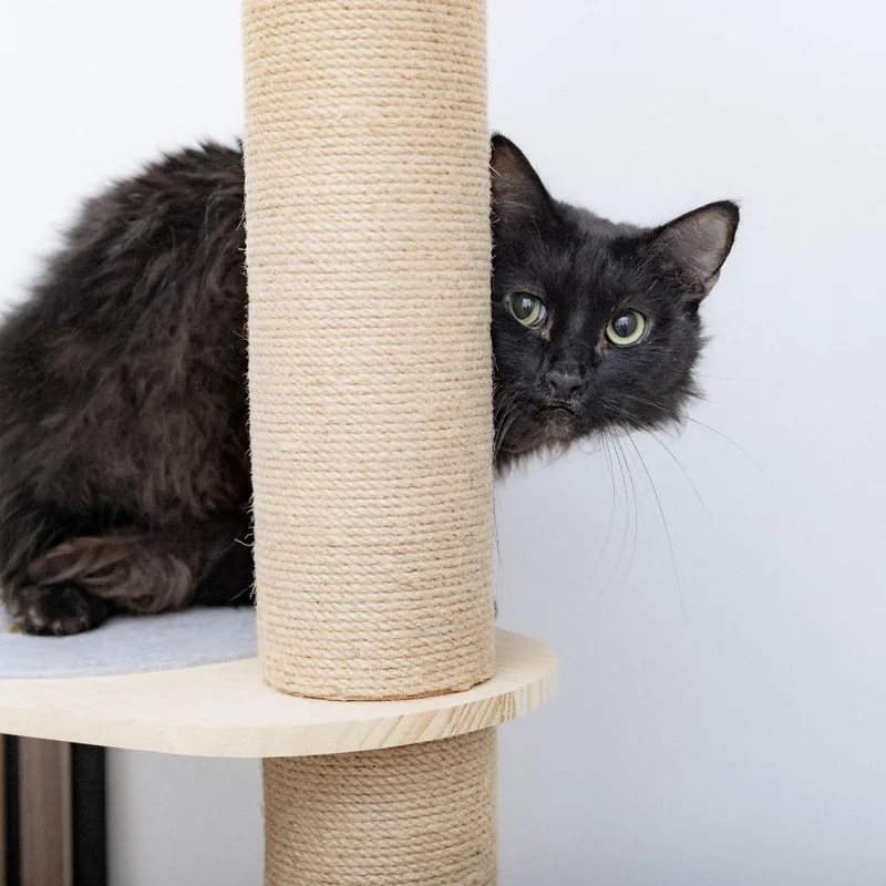 An adult medium-sized male Domestic Long Hair cat named Jollyboye for adoption in Los Angeles, CA
