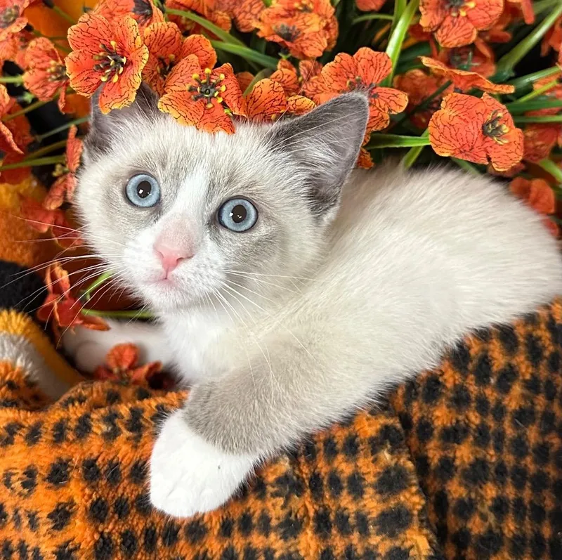 A baby small-sized female Domestic Short Hair cat named MaryAnn for adoption in Stillwater, OK