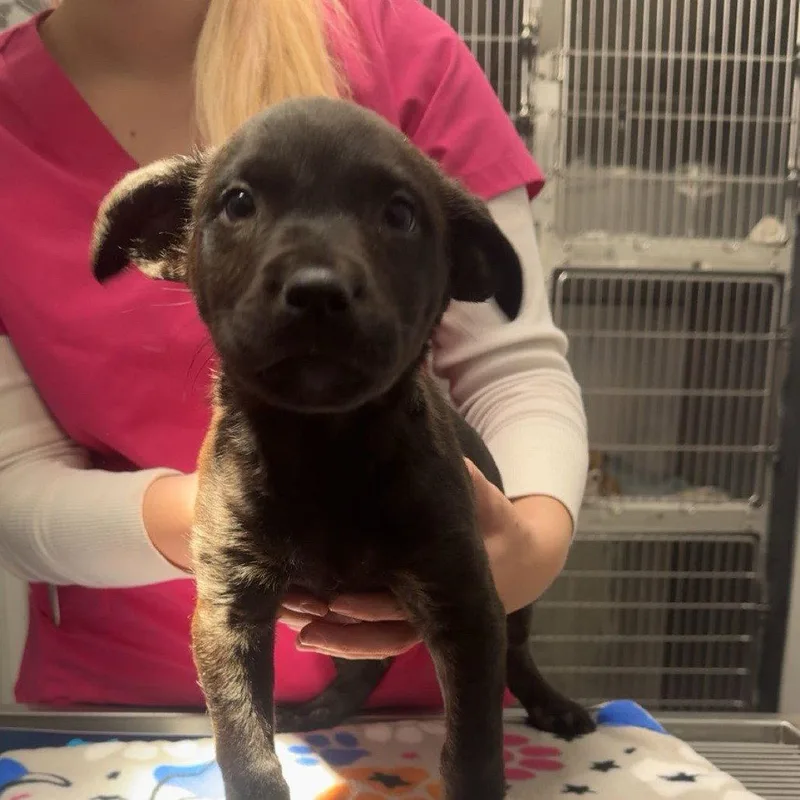 A young medium-sized male Black Labrador Retriever dog named Russ for adoption in Chico, CA