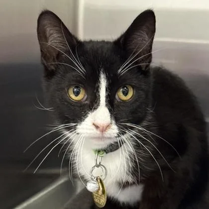 A young medium-sized male Domestic Short Hair cat named Sylvester for adoption in Lansing, MI