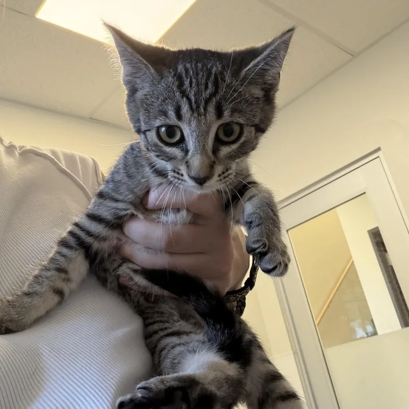 A baby small-sized female Brown / Chocolate Domestic Short Hair cat named Microplastic for adoption in Rifle, CO