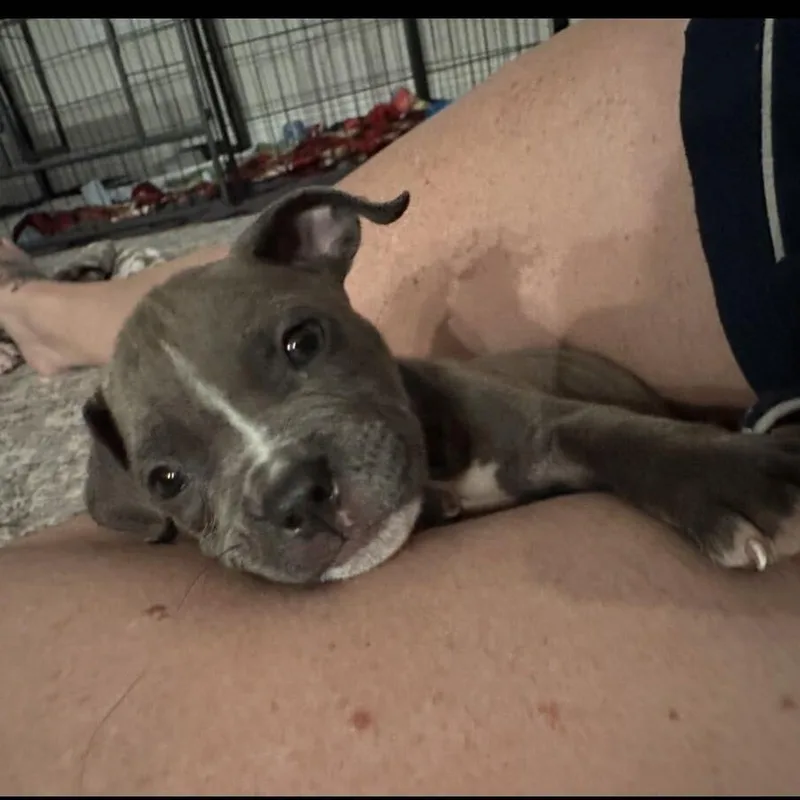 A baby small-sized female Pit Bull Terrier dog named Koala for adoption in Riverside, CA