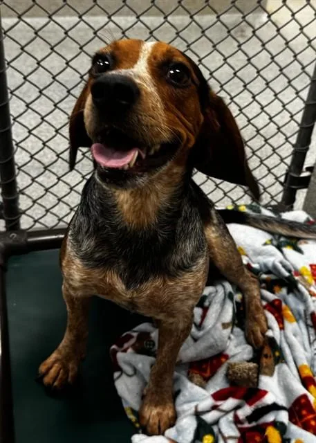 A young medium-sized male Beagle dog named Timothy for adoption in Statesville, NC