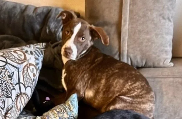 A baby medium-sized female Brown / Chocolate Mixed Breed dog named Harper for adoption in Appleton, WI