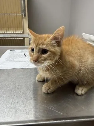 A baby small-sized male Domestic Short Hair cat named Boo for adoption in Pequot Lakes, MN