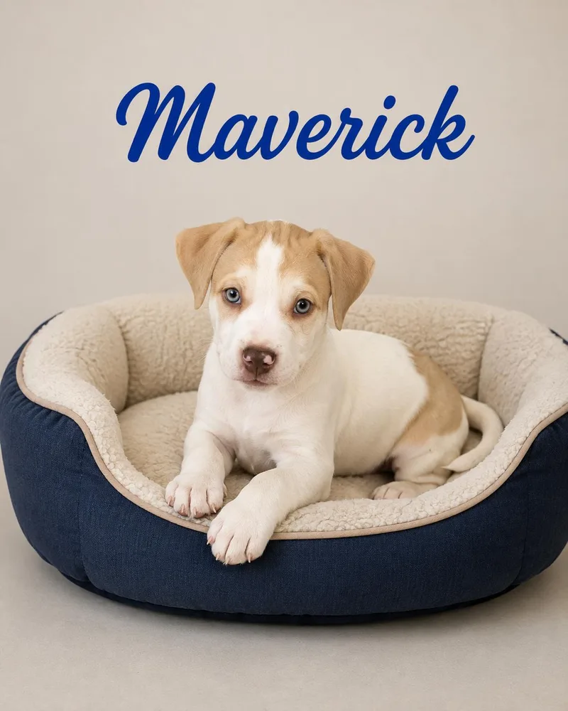 A baby medium-sized male Yellow / Tan / Blond / Fawn Labrador Retriever dog named Maverick for adoption in Momence, IL