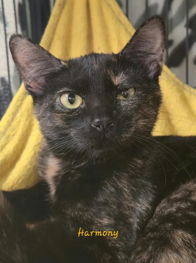 A baby medium-sized female Domestic Short Hair cat named Harmony for adoption in Cedar Rapids, IA
