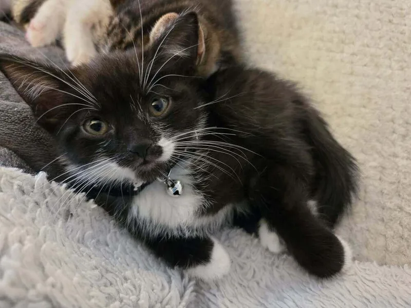 A baby small-sized female Domestic Short Hair cat named Bride Of Frankenstein for adoption in Plymouth, MI