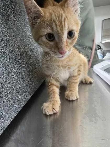 A baby small-sized female Domestic Short Hair cat named Lida Bida Boda Bup for adoption in Sevierville, TN