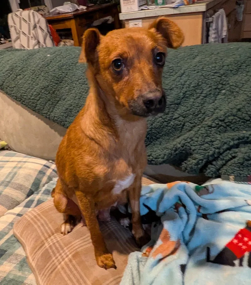 An adult small-sized female Red / Chestnut / Orange Chiweenie dog named Autumn for adoption in Olympia, WA
