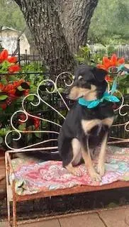 An adult medium-sized male Tricolor (Brown, Black, & White) Terrier dog named Mart for adoption in Dallas, TX