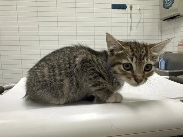 A baby small-sized male Domestic Short Hair cat named Jon for adoption in Los Angeles, CA