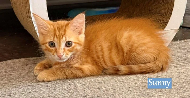 A baby medium-sized male Domestic Short Hair cat named Sunny for adoption in Hoover , AL