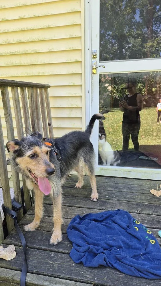 An adult medium-sized male Australian Cattle Dog / Blue Heeler dog named Teddy for adoption in Mansfield, OH