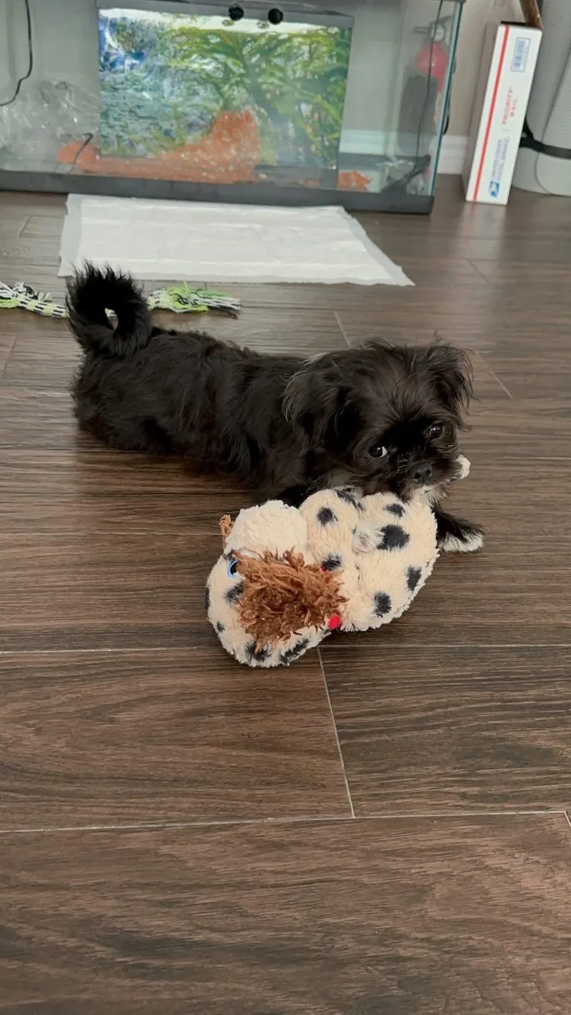 A baby small-sized female Shih Tzu dog named Bridget for adoption in Houston, TX